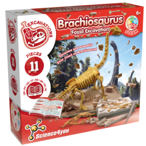 Fouilles fossiles Brachiosaure SCIENCE4YOU